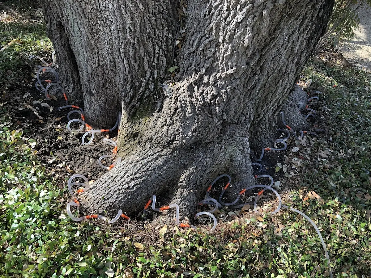 Detailed Tree Cabling and Bracing job site in Refton